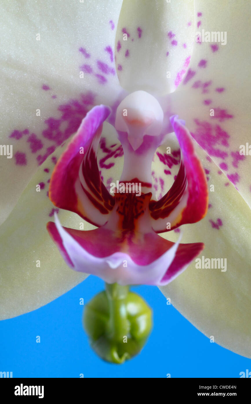 close up of orchid, phalaenopsis, moth orchid, orchidaceae family, flower. Stock Photo