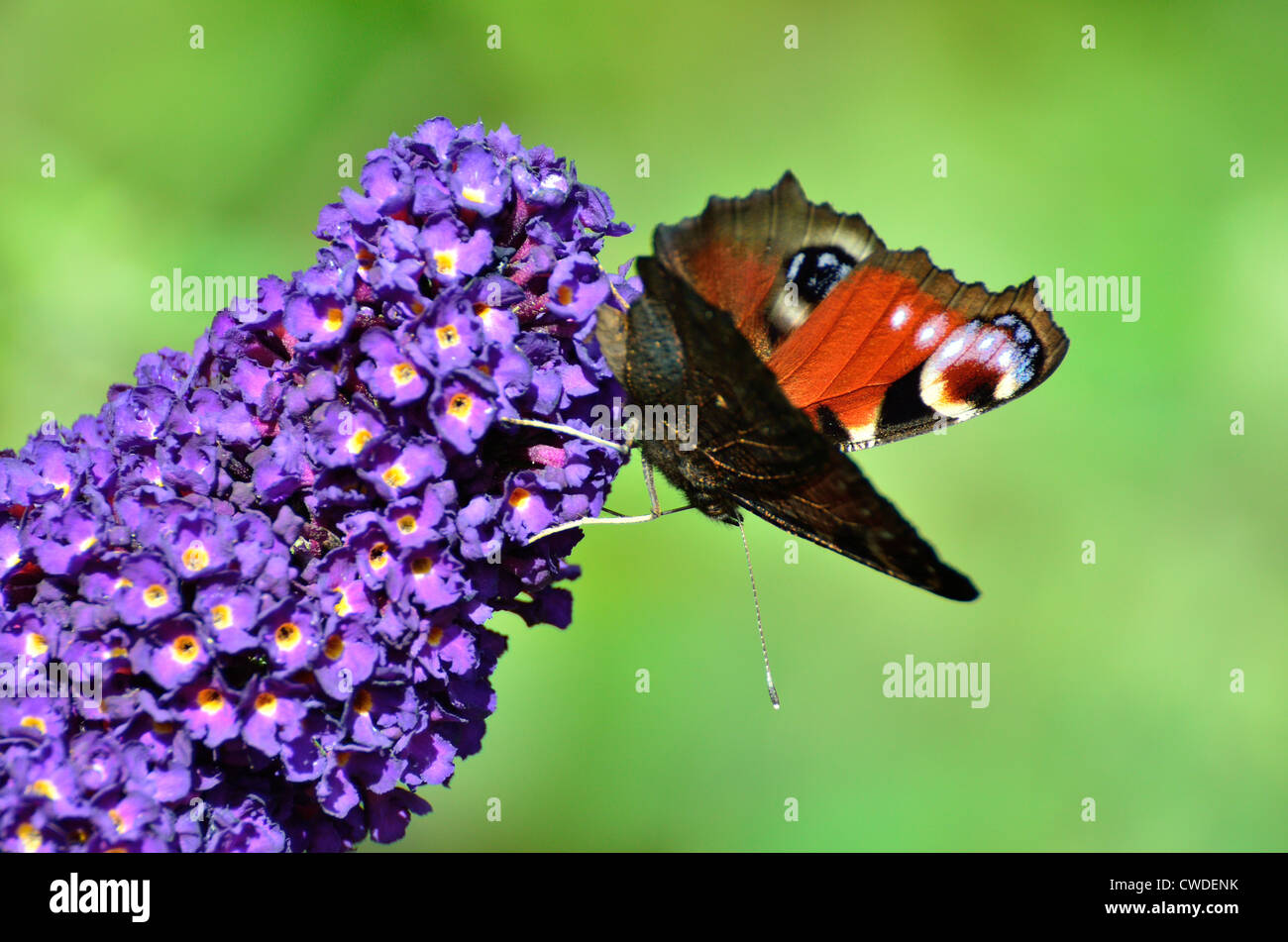 Peacock Butterfly on a Buddleia flower Stock Photo - Alamy