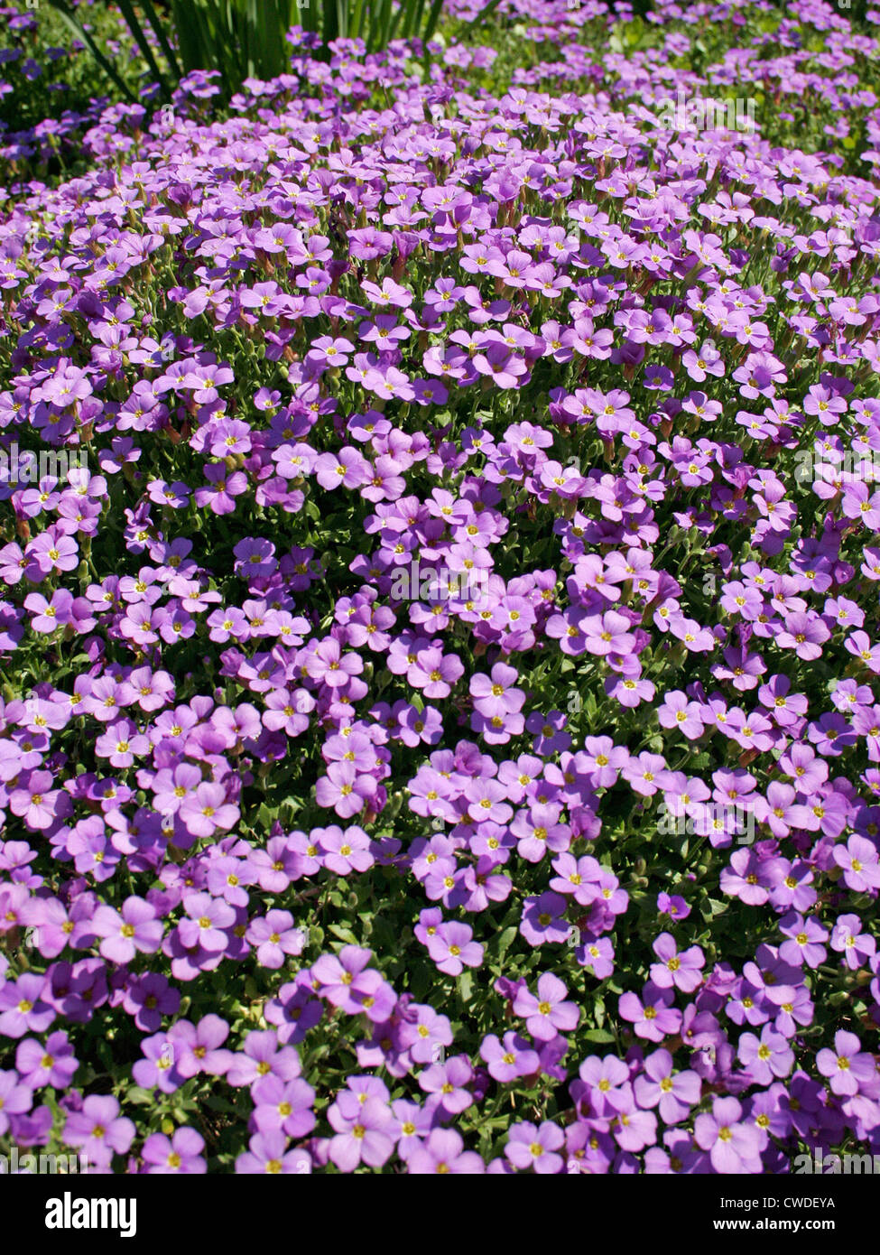 Riedlingen, purple violets Stock Photo