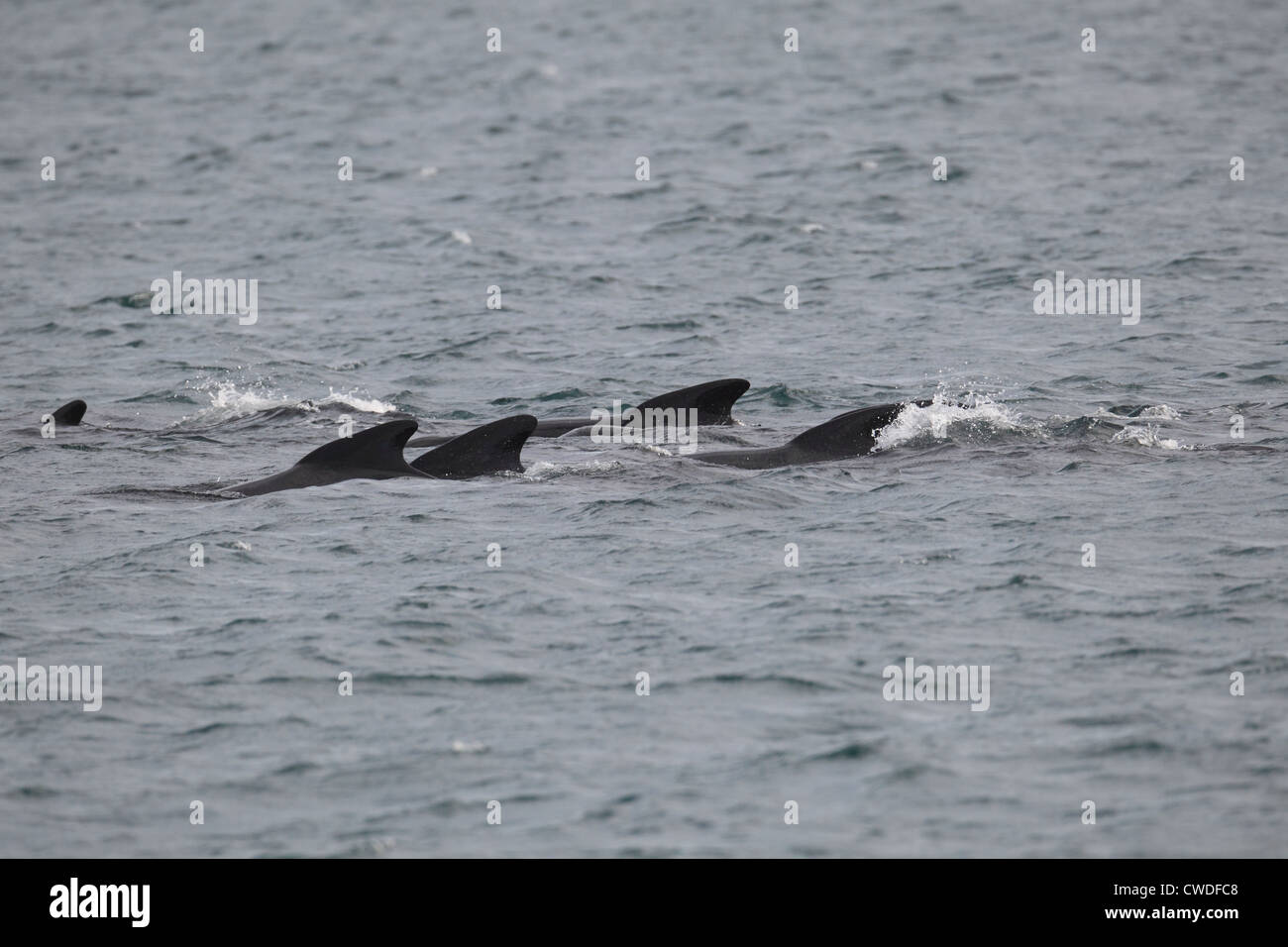 Long-finned Pilot Whales Globicephala melas Lerwick Shetland Islands Scotland UK Stock Photo