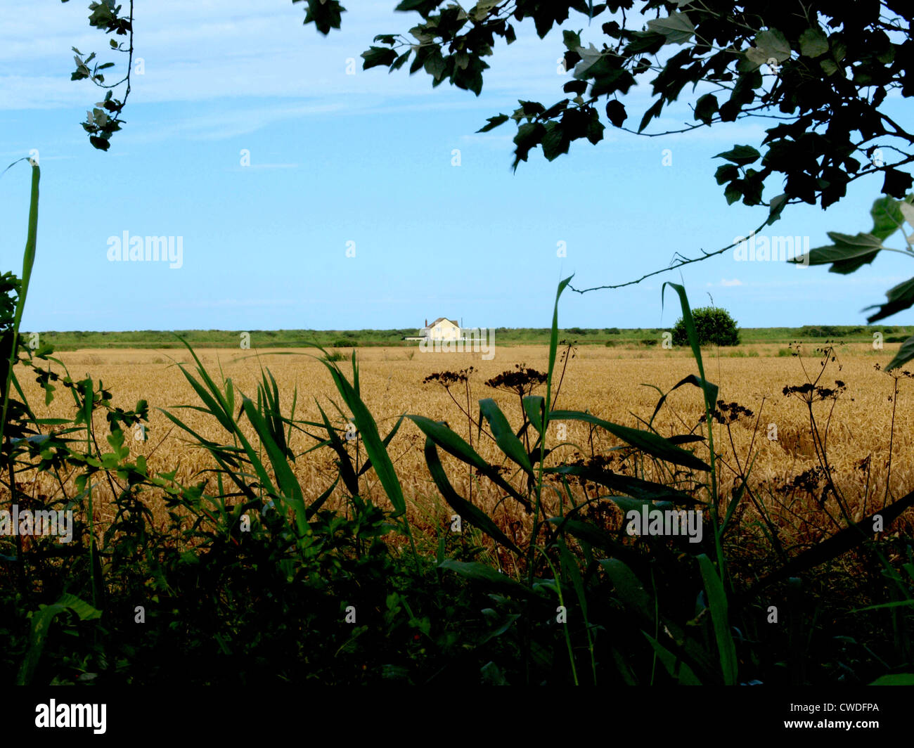 A view of the flat land of Lincolnshire taken from woodland looking towards the sea and a