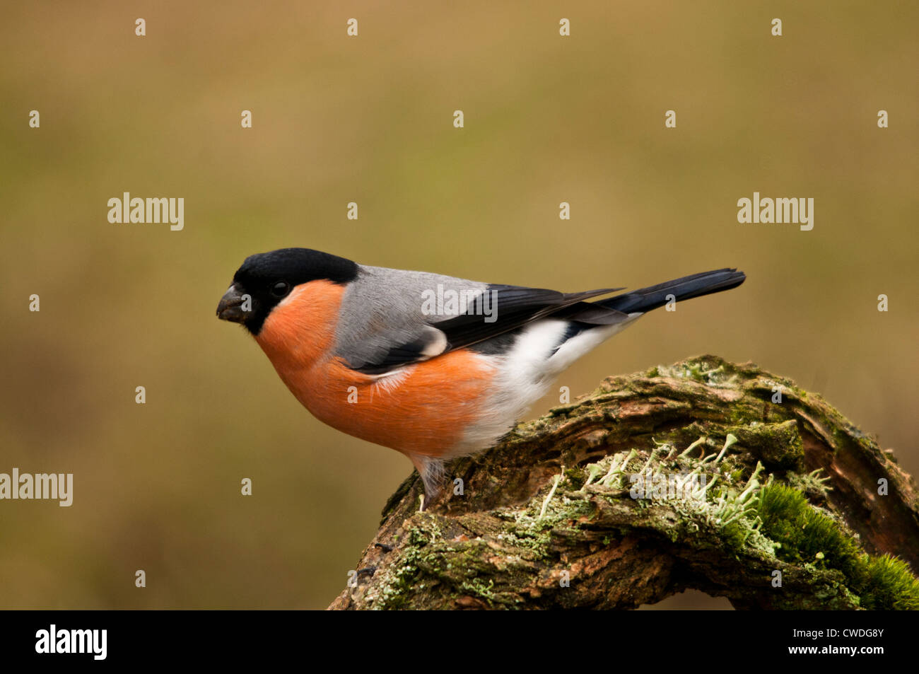 Male Bullfinch  on a lichen covered log Stock Photo