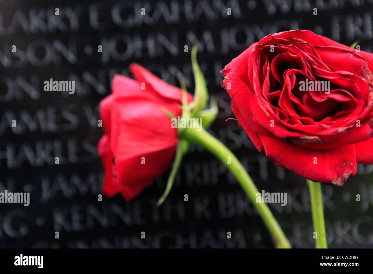 Vietnwam Wall War memorial washington D.C. red roses names Stock Photo