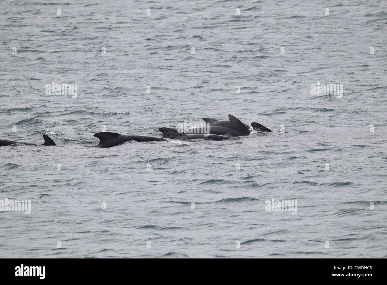 Long-finned Pilot Whales Globicephala melas Lerwick Shetland Islands Scotland UK Stock Photo