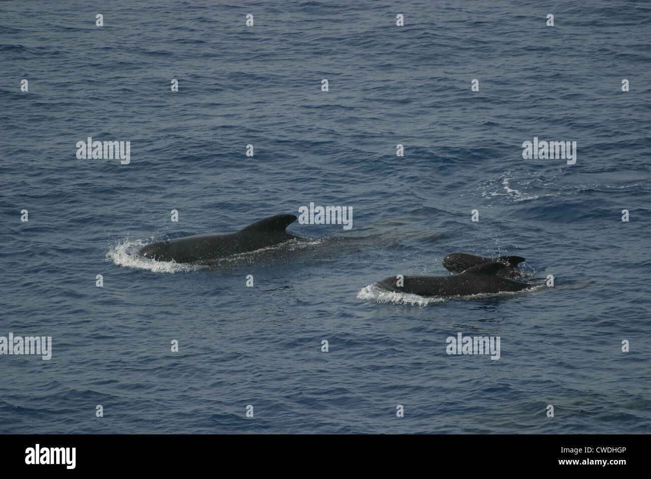 Longfinned Pilot Whales Globicephala melas Bay of Biscay Stock Photo
