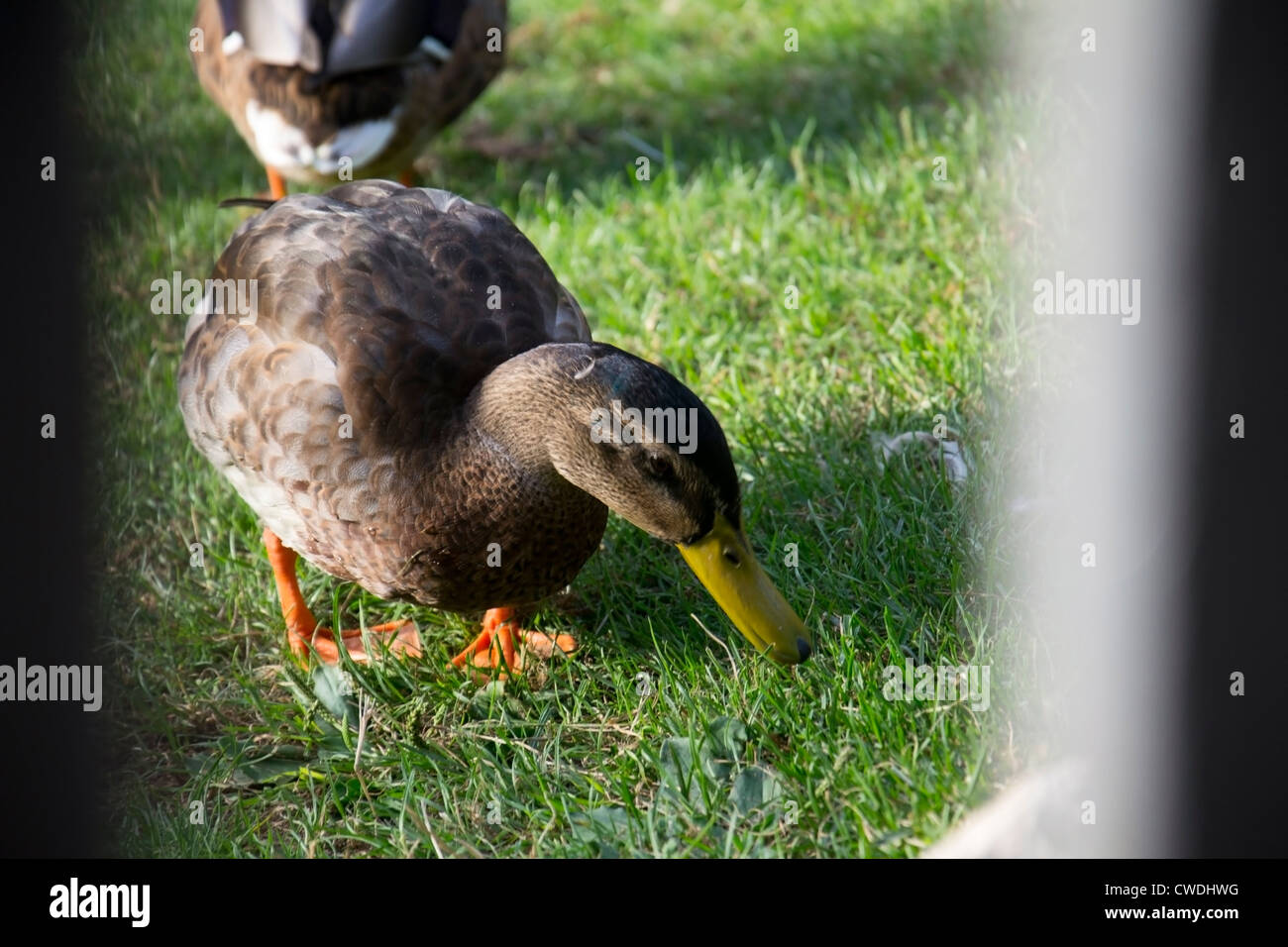 Duck in retiro's park in madrid Stock Photo