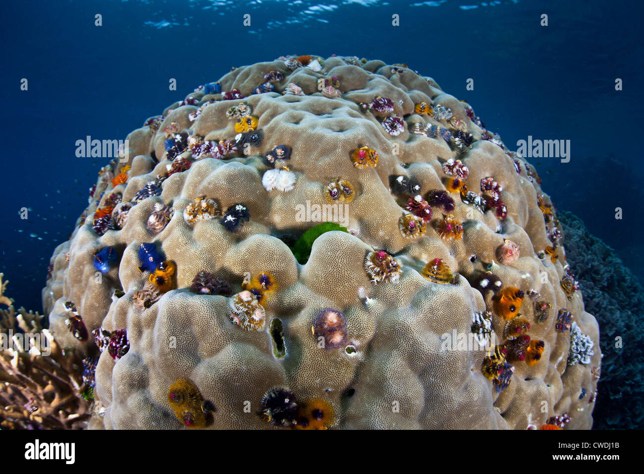 Christmas tree worms, Spirobranchus giganteous, live in calcareous Stock Photo: 50086663 - Alamy