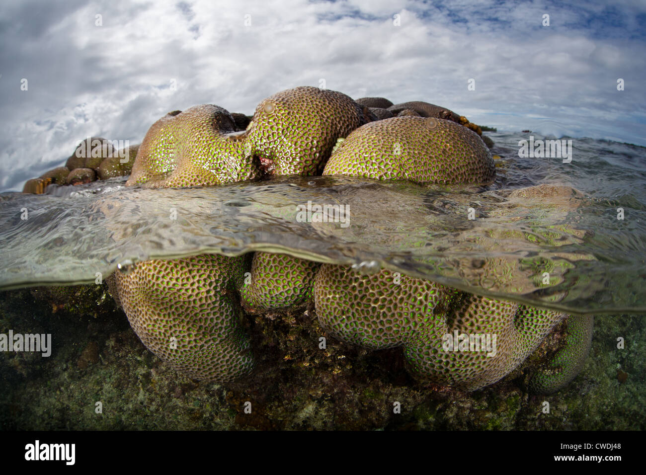 A hard coral colony, Favites sp., grows on a shallow reef exposed during a severe low tide. Stock Photo