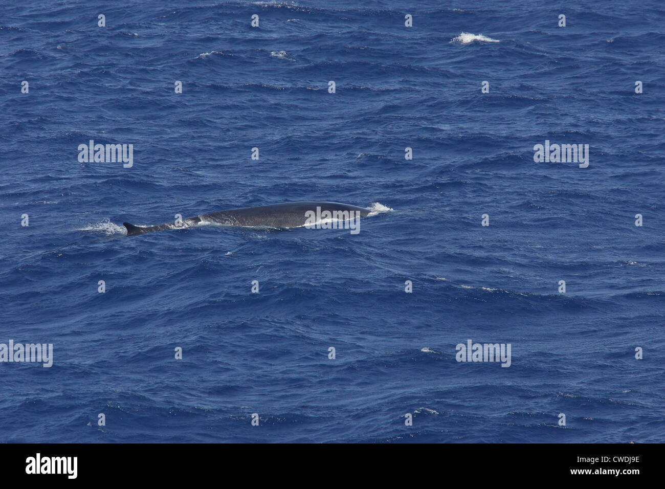 Fin Whale Balaenoptera physalus surfacing and blowing, Bay of Biscay Stock Photo