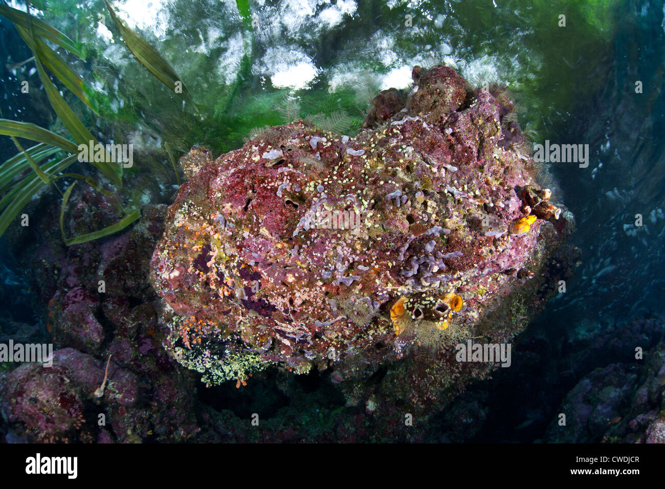 A diversity of invertebrates, including tunicates, corals, and sponges