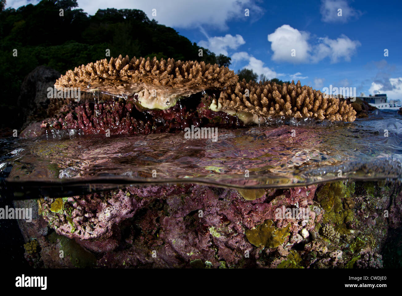 Seawater drips from small table corals, Acropora sp., that have been exposed to air during an extreme low tide. Stock Photo