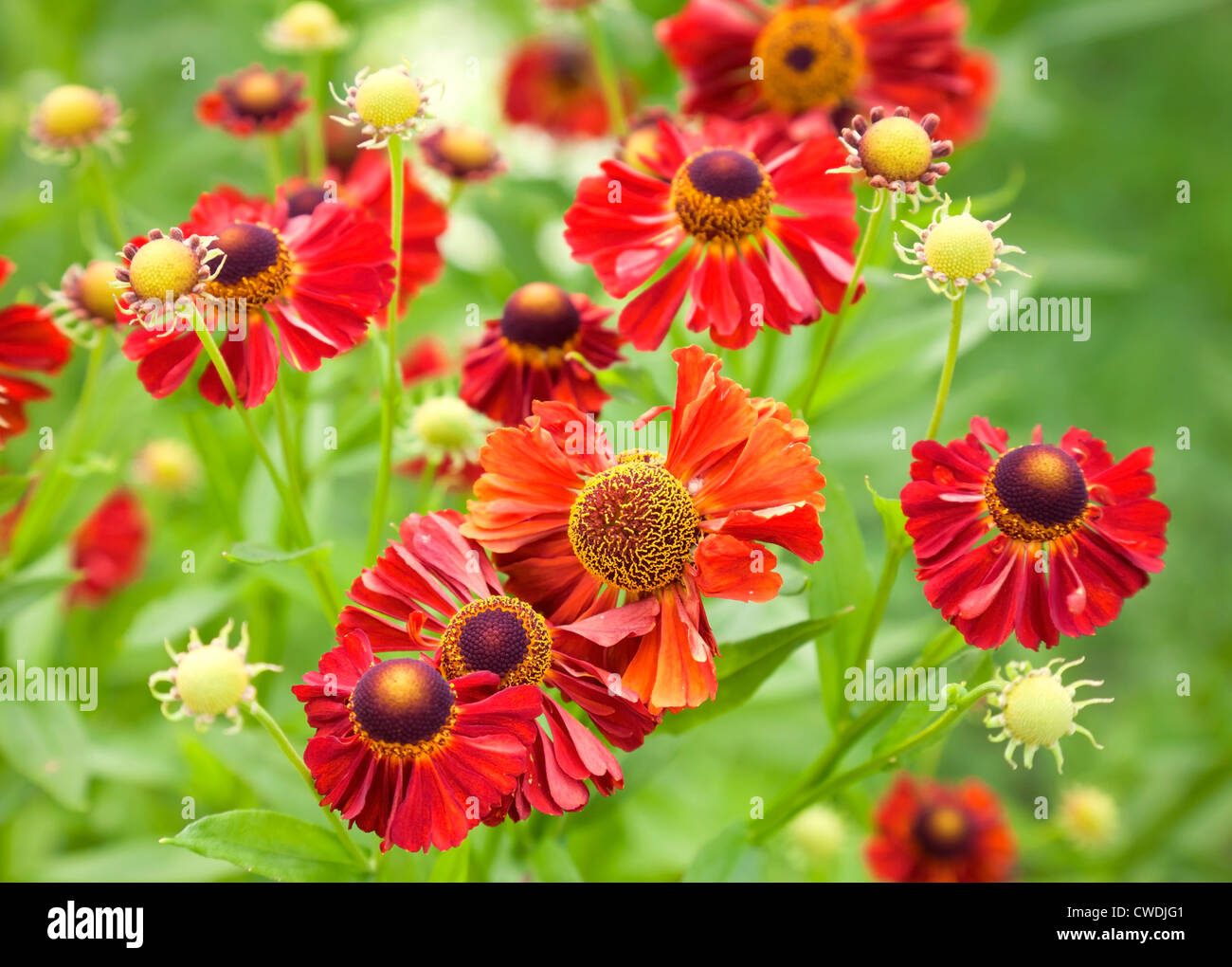 Bright red helenium flowers in the garden Stock Photo
