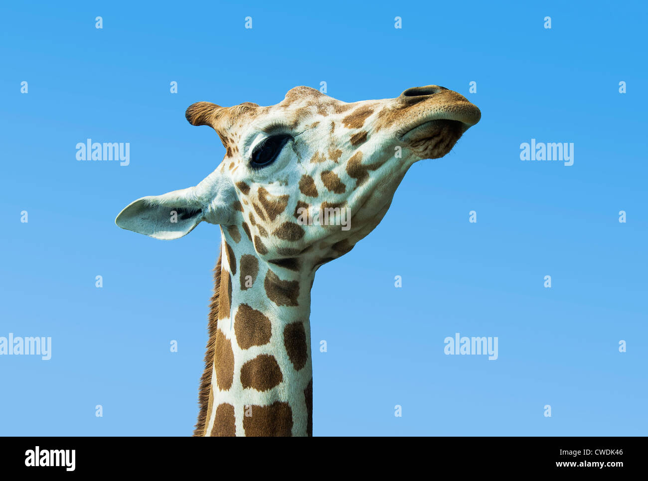 Giraffe portrait, Giraffa camelopardalis tippelskirchi Stock Photo