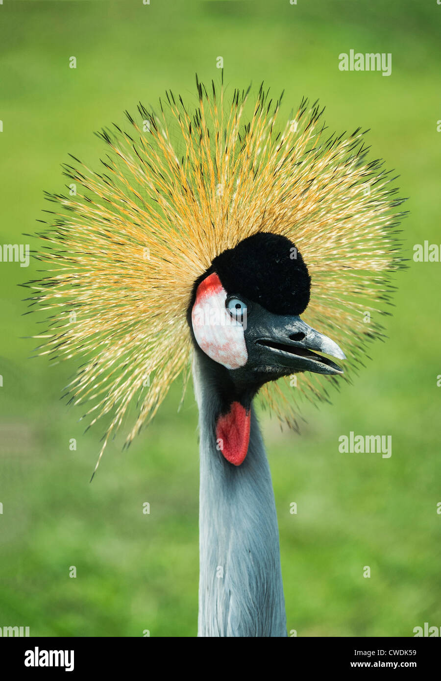 East African Crowned crane, Balearica regulorum Stock Photo