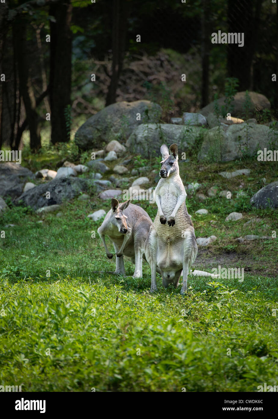Kangaroos, Macropodidae, marsupial, marsupium Stock Photo