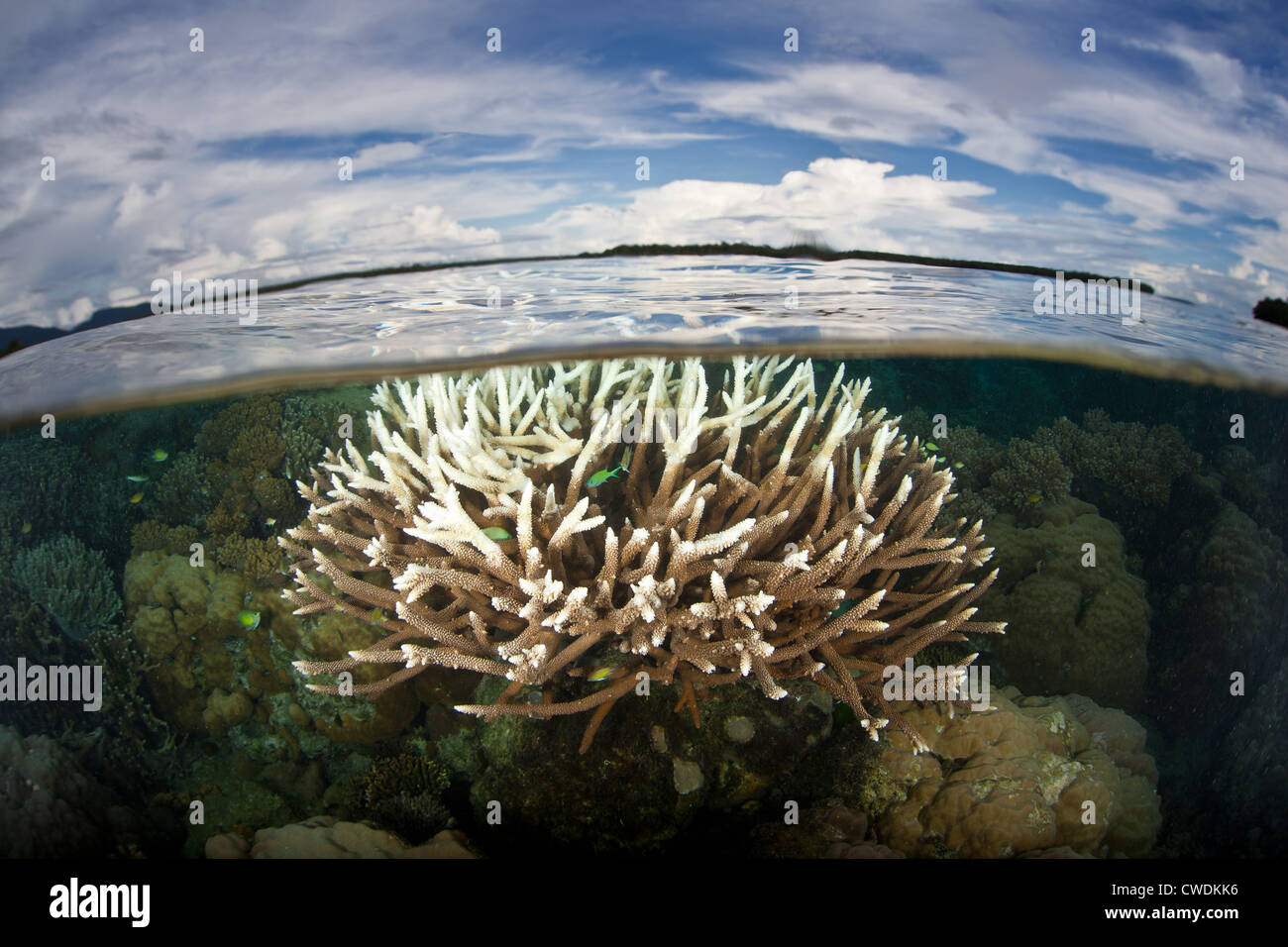 A staghorn coral colony, Acropora sp., shows signs of bleaching. The white tips of the coral are due to severe low tides. Stock Photo