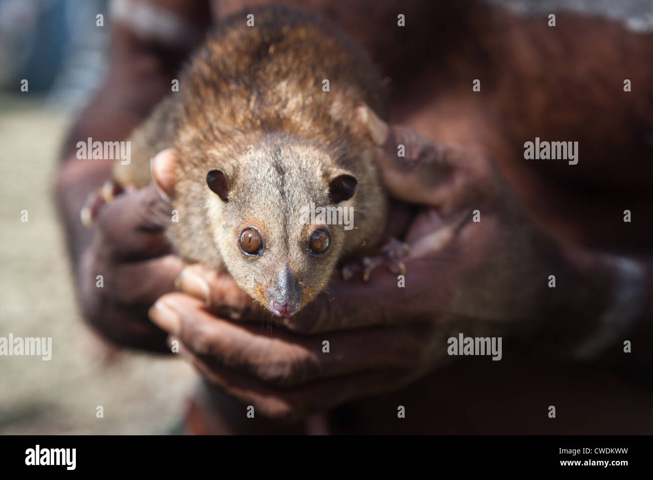 A common spotted cuscus, Spilocuscus maculatus, is a marsupial that lives around the Solomon Islands and New Guinea. Stock Photo