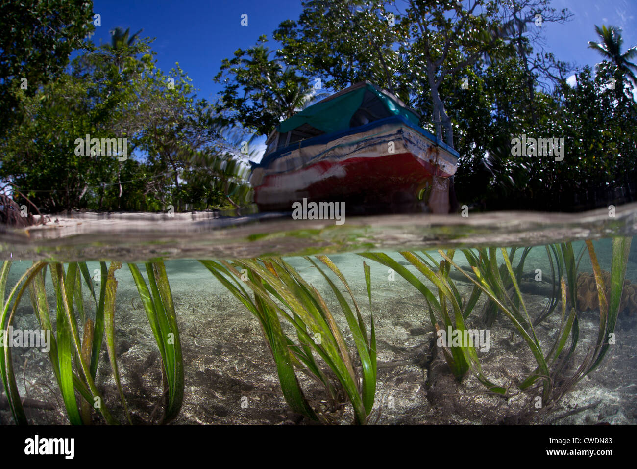 Seagrass, Enhalus acaroides, grows close to the edge of a beach and mangrove forest where a ship has been beached. Stock Photo