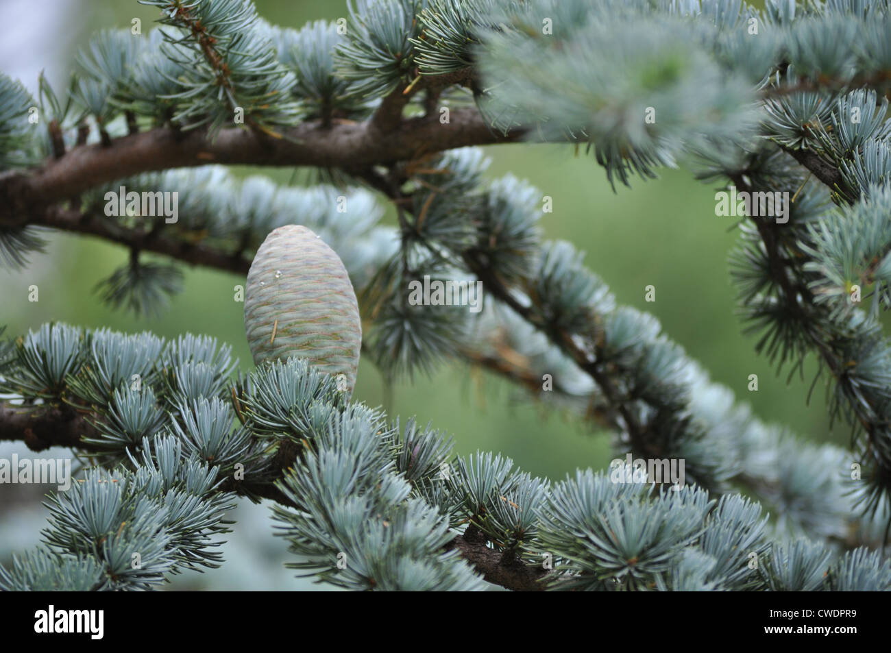 The pale upright cone of the Blue Atlas Cedar varies in shade subtly from the blue haze of the needles. Stock Photo