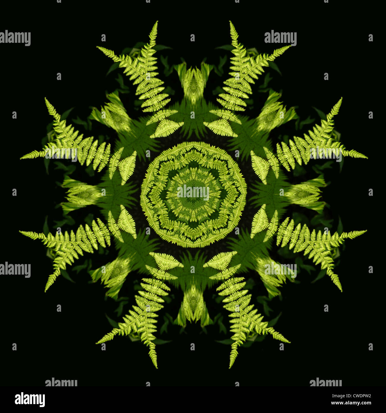 Lacy sunlit fern fronds become a bright and delicate kaleidoscope pattern Stock Photo