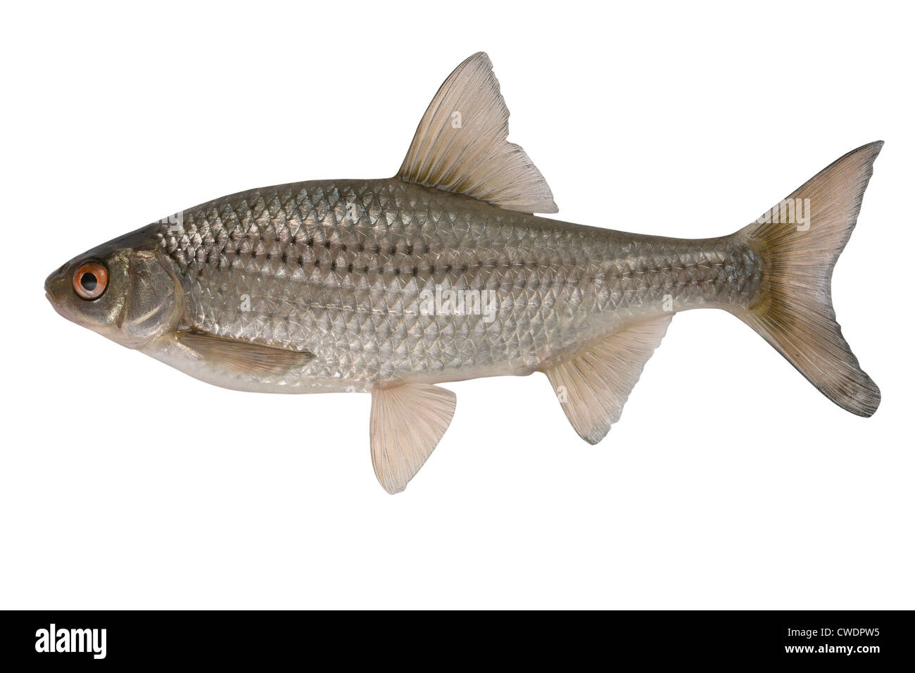 Vobla most widespread fish in territory of Asia and Europe. Stock Photo
