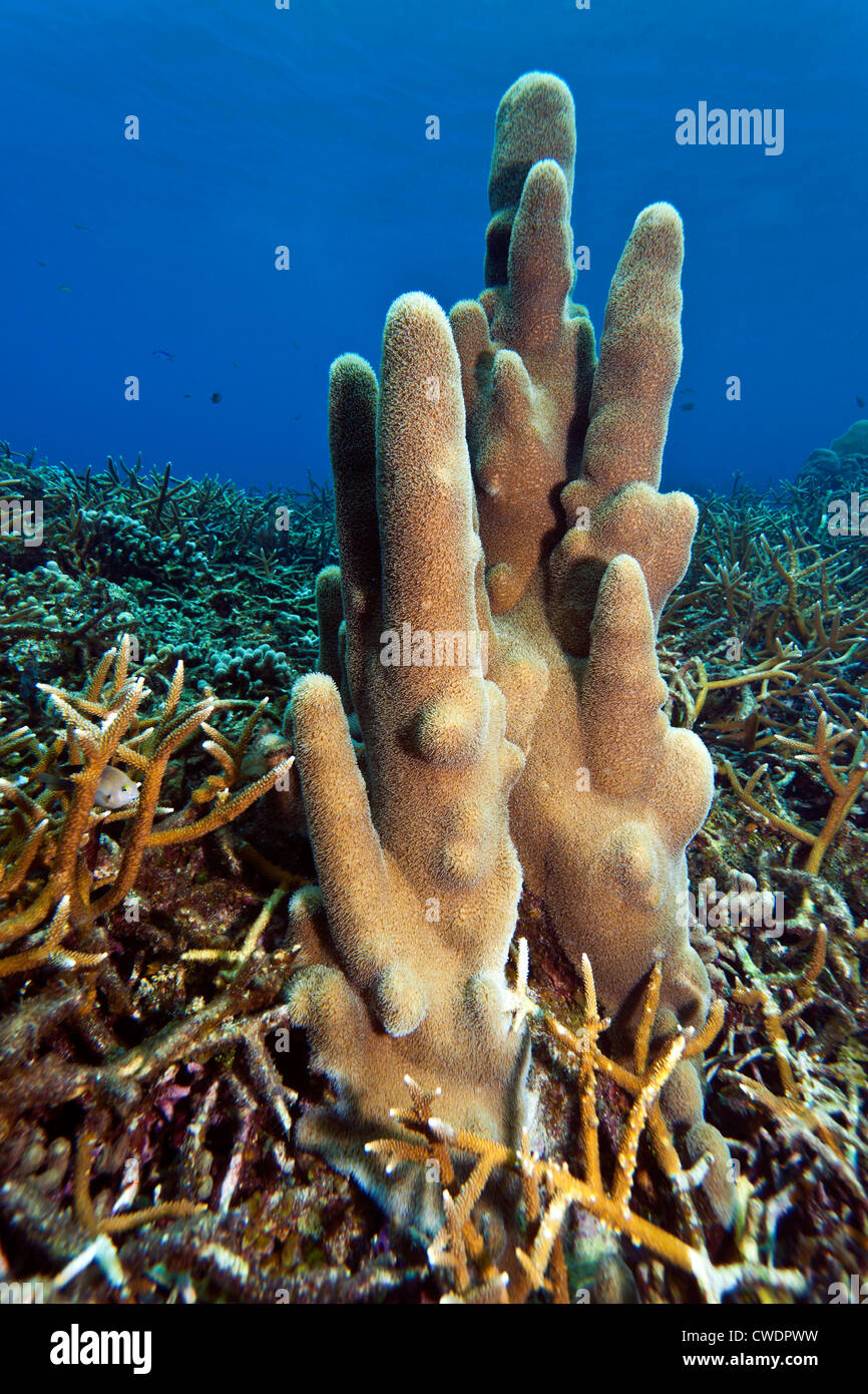 Coral gardens underwater off the coast Roatan Honduras Stock Photo