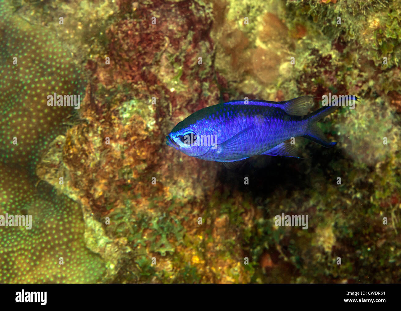 Chromis cyanea, also known as Blue Reef Chromis, or just Blue Chromis Stock Photo