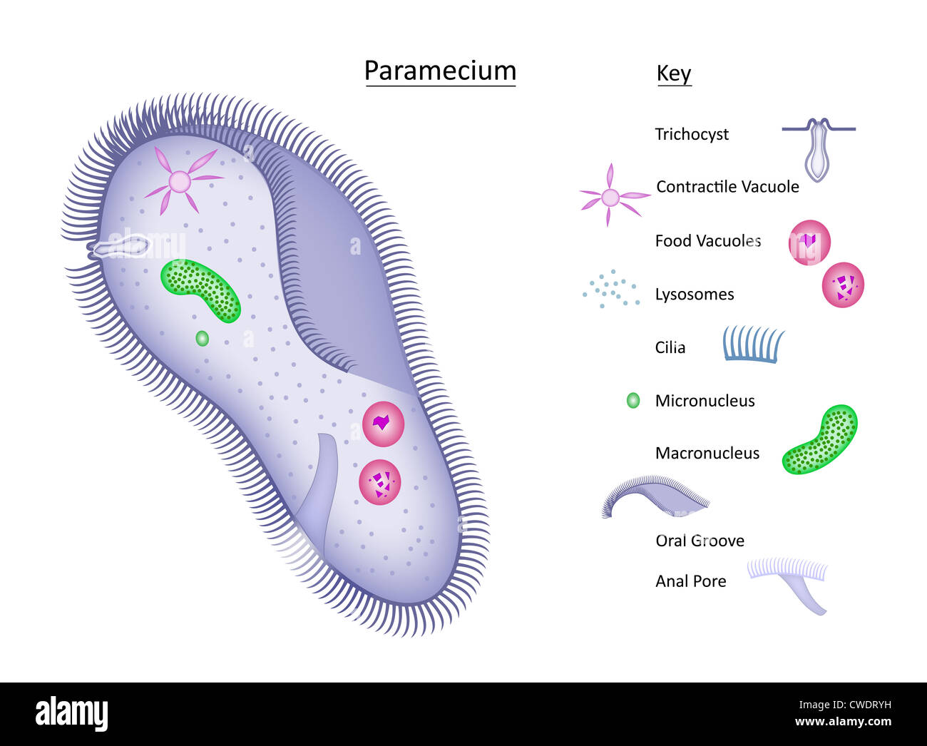Colorful vector illustration of a single-celled paramecium with structures clearly labeled in separate key. All layers labeled. Stock Photo