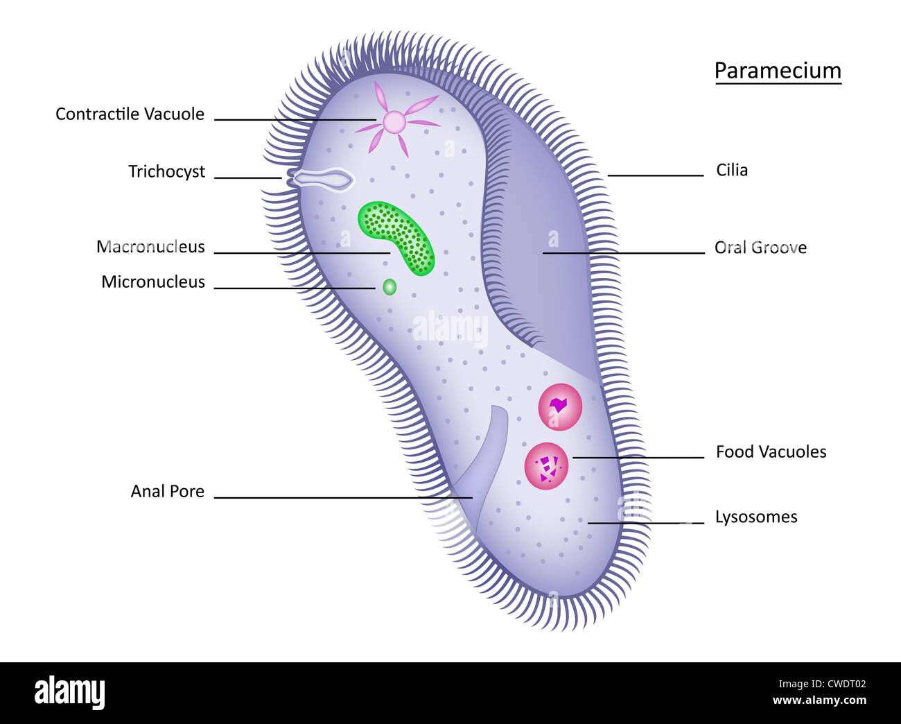 Colorful vector illustration of single-celled paramecium with clearly labeled structures. All layers labeled for easy editing. Stock Photo