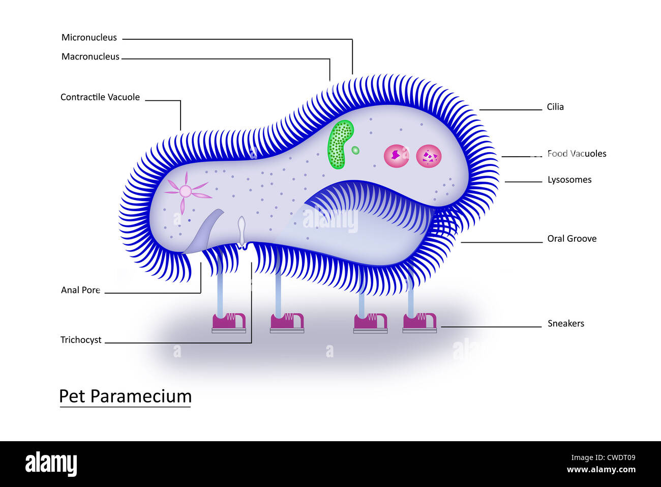 Colorful vector illustration of a single-celled Pet Paramecium with clearly labeled structures to make learning fun! Stock Photo