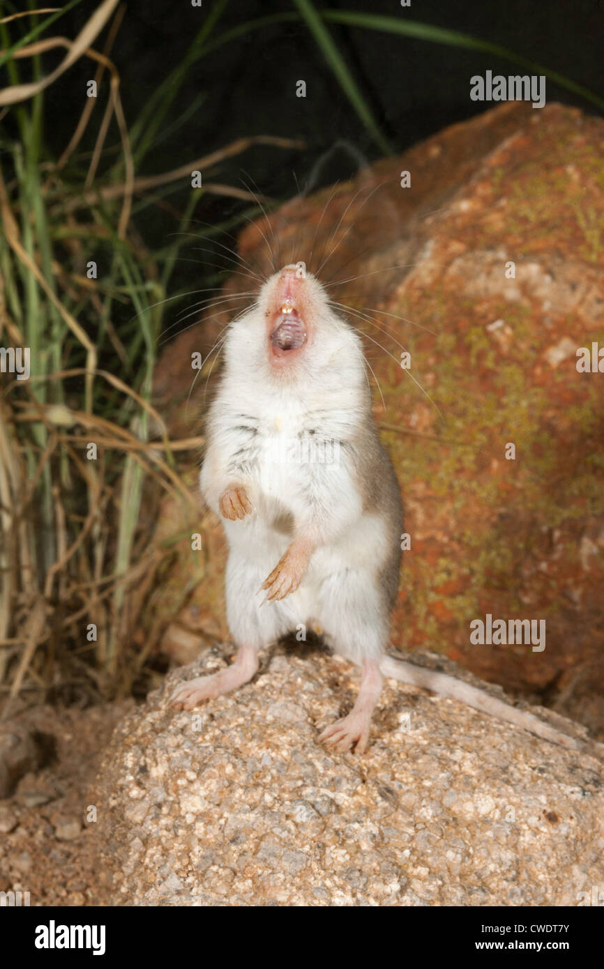 Southern Grasshopper Mouse Onychomys torridus Elephant Head, Santa Cruz County, Arizona, United States vocalizing Stock Photo