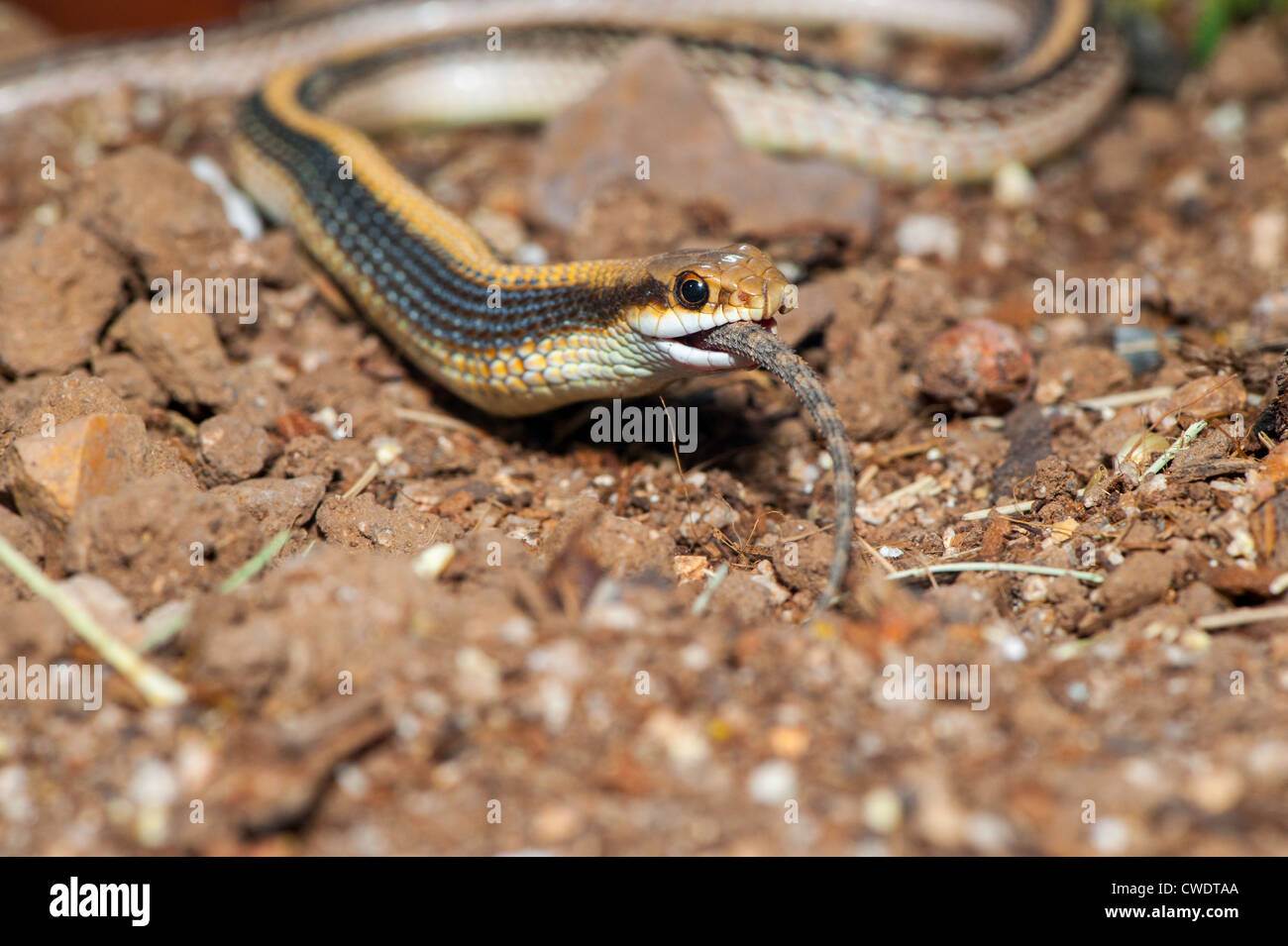 Western 'Desert' Patchnosed Snake Salvadora hexalepis hexalepis Tucson