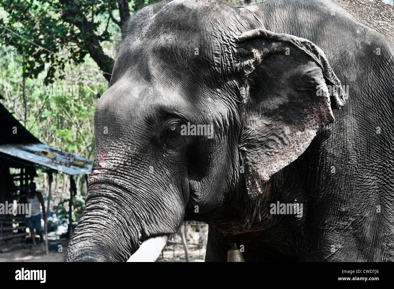 Elephant at Ponda Tropical Spice Plantation, Goa, India Stock Photo Alamy