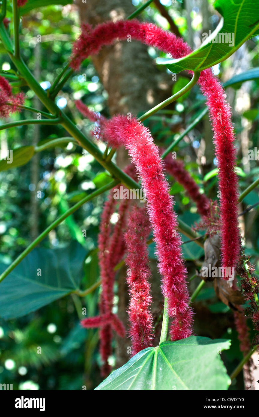 Ponda Tropical Spice Plantation, Goa, India Stock Photo