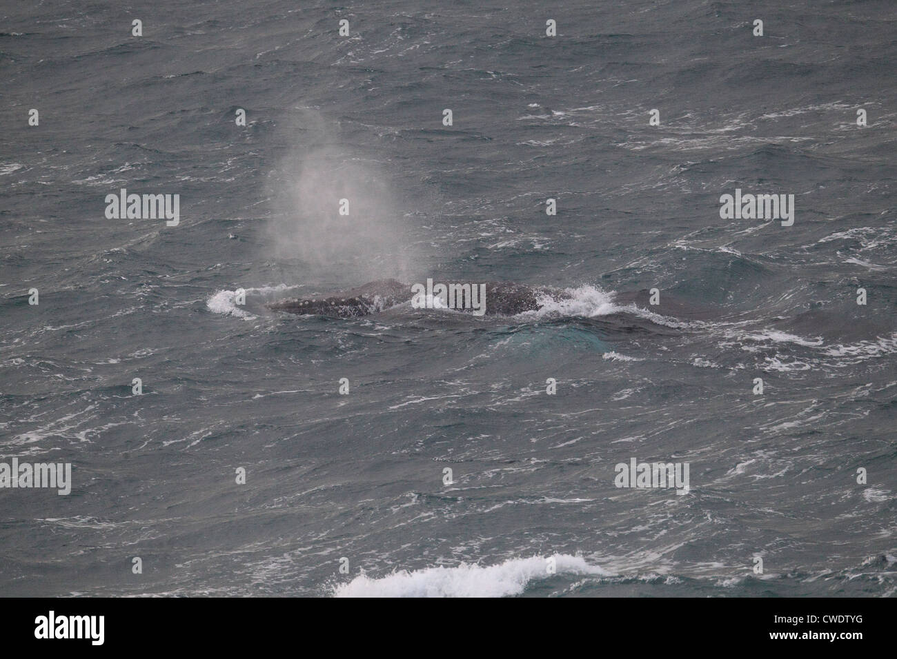 Humpback Whale Megaptera novaeangliae surfacing off Sumburgh Head Shetland Islands Scotland UK Stock Photo