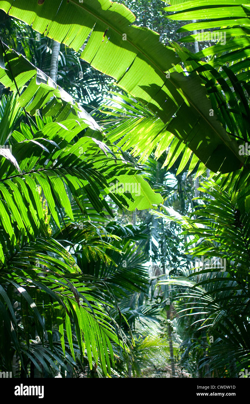 Ponda Tropical Spice Plantation, Goa, India Stock Photo Alamy