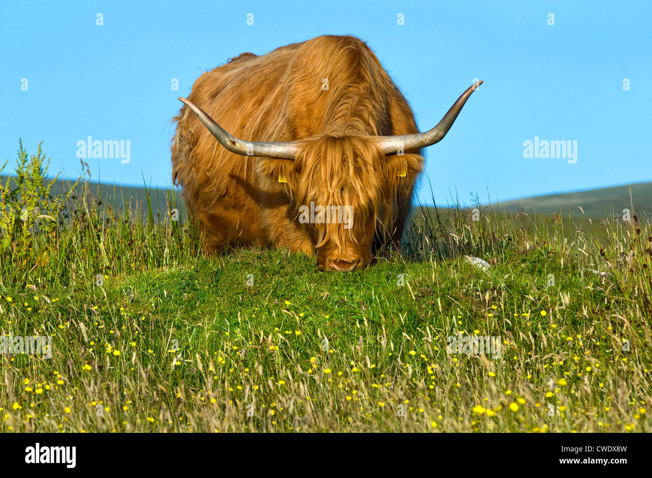 A Highland cow grazing in a field on the Isle of Skye in Scotland Stock ...