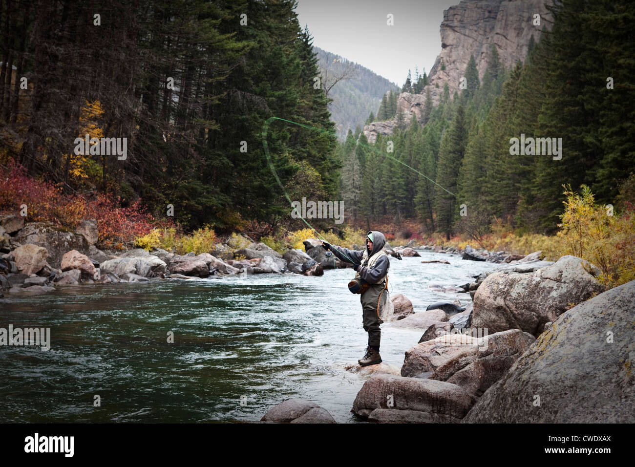 A athletic man fly fishing stands on the banks a river surrounded with the fall colors in Montana. Stock Photo