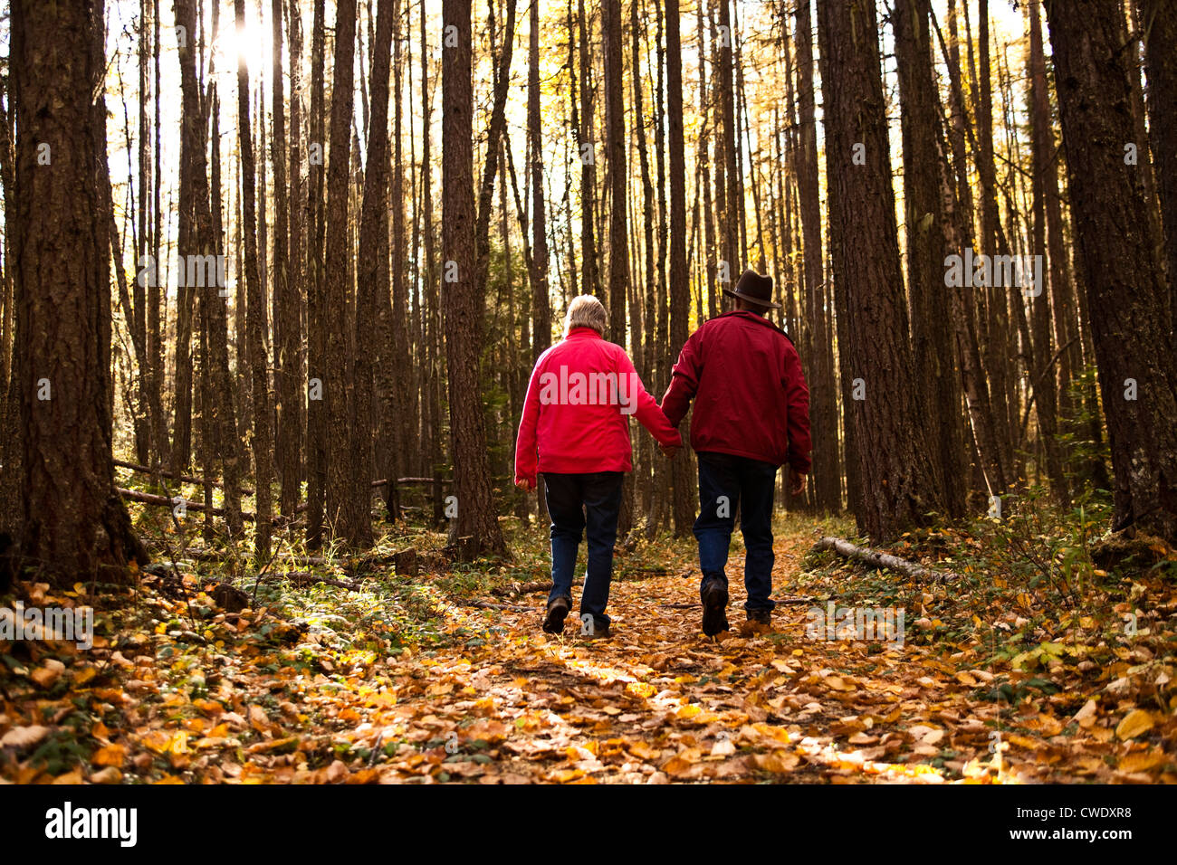 A happy retired couple laughing and smiling while on a hike through a forest during the fall in Idaho. Stock Photo