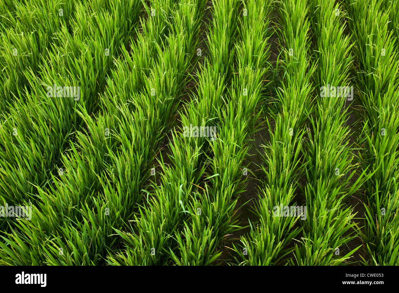 Lush rice growing in a rice field in Bali, Indonesia. Stock Photo