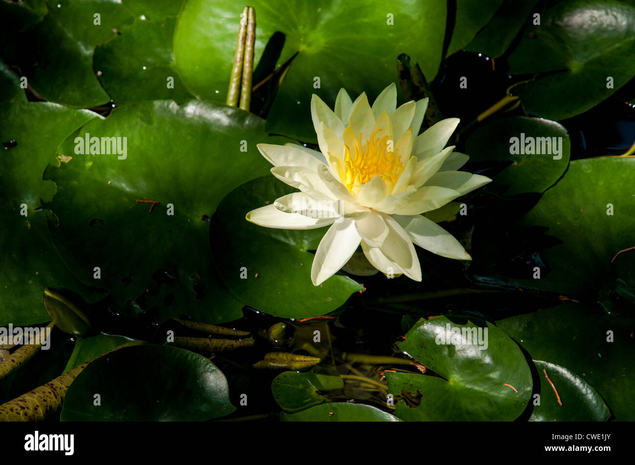 Yellow lily on a pad Stock Photo