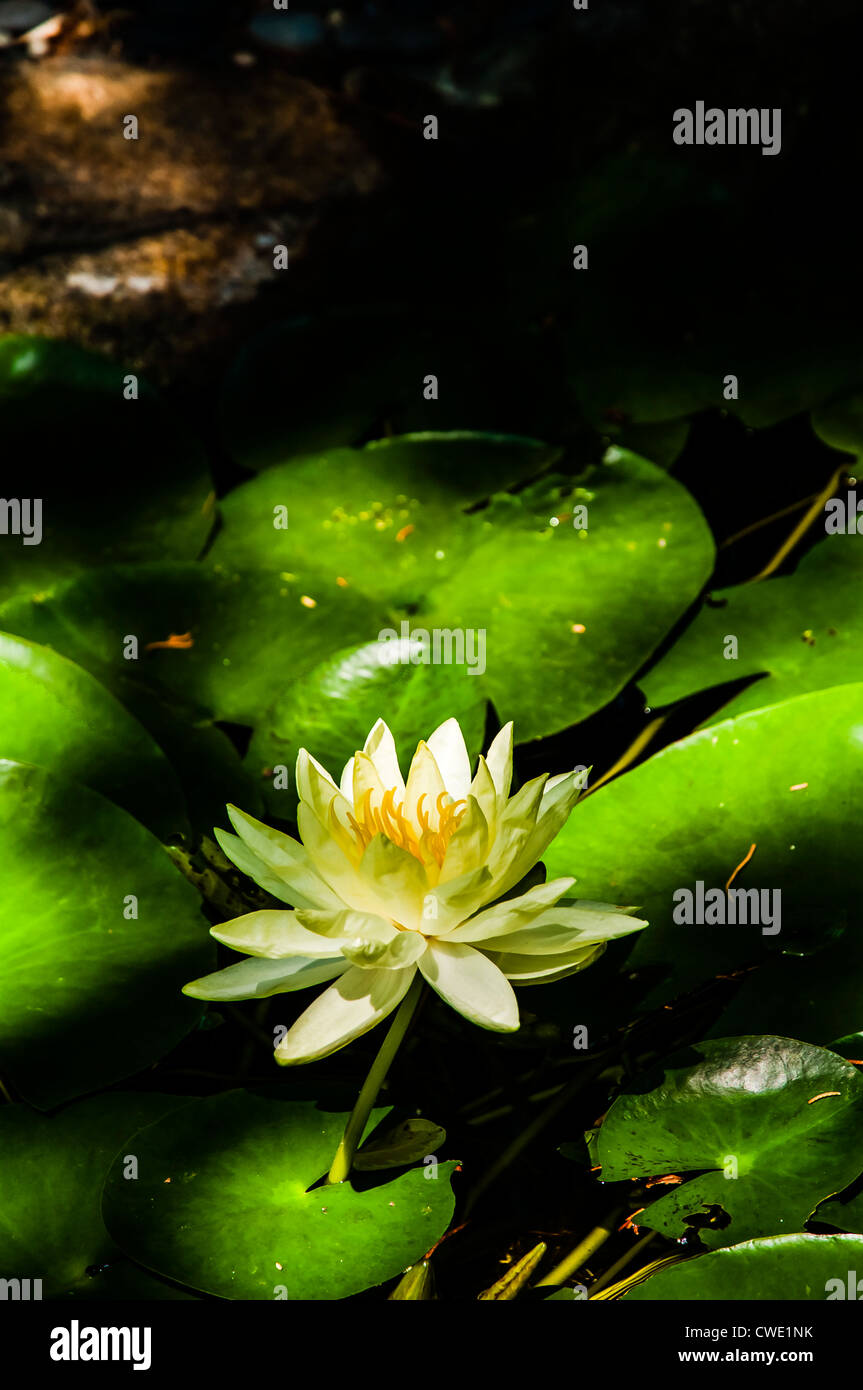 Yellow lily on a pad Stock Photo