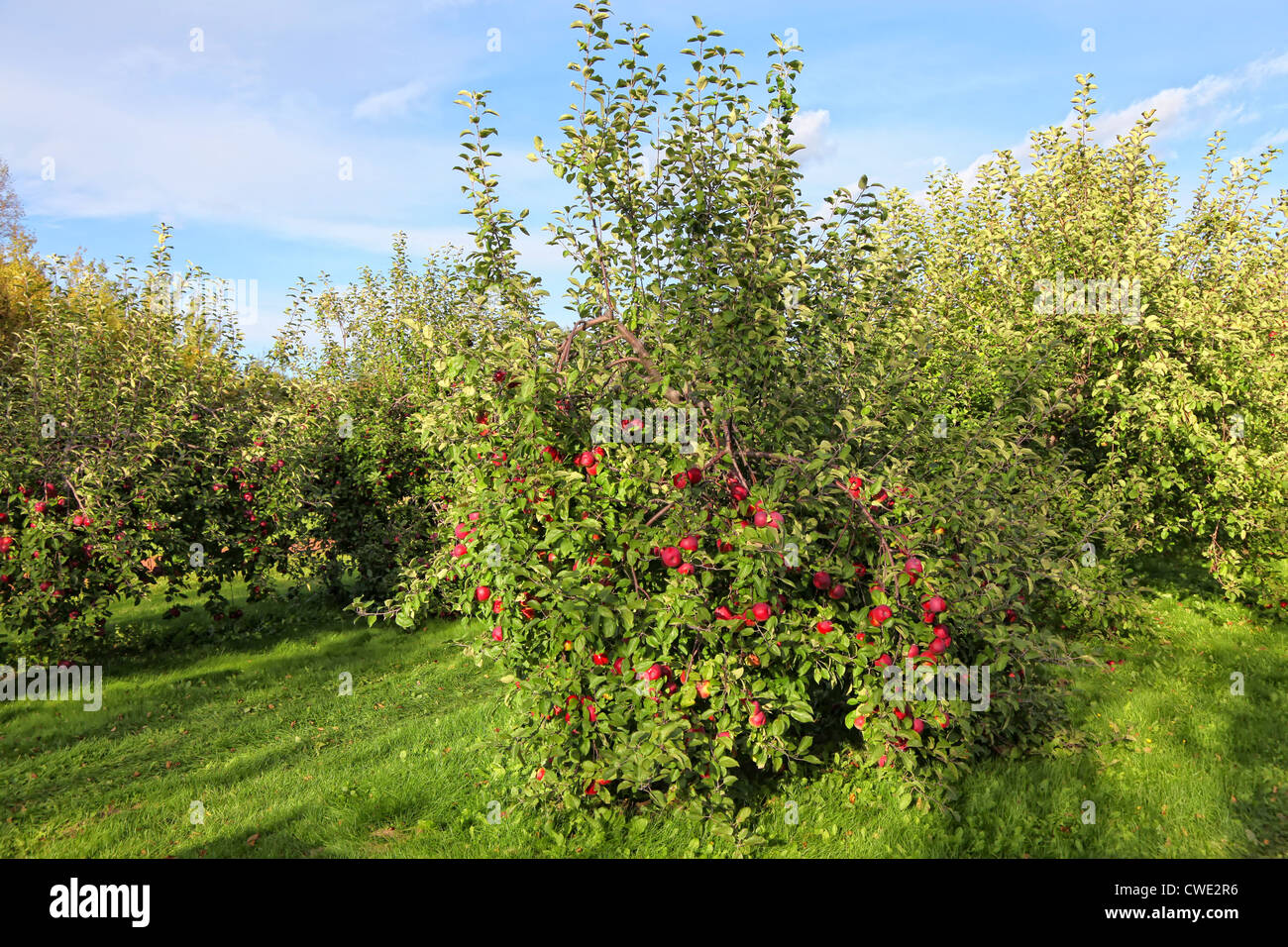 Commercial apple orchard with trees loaded with apples Stock Photo Alamy