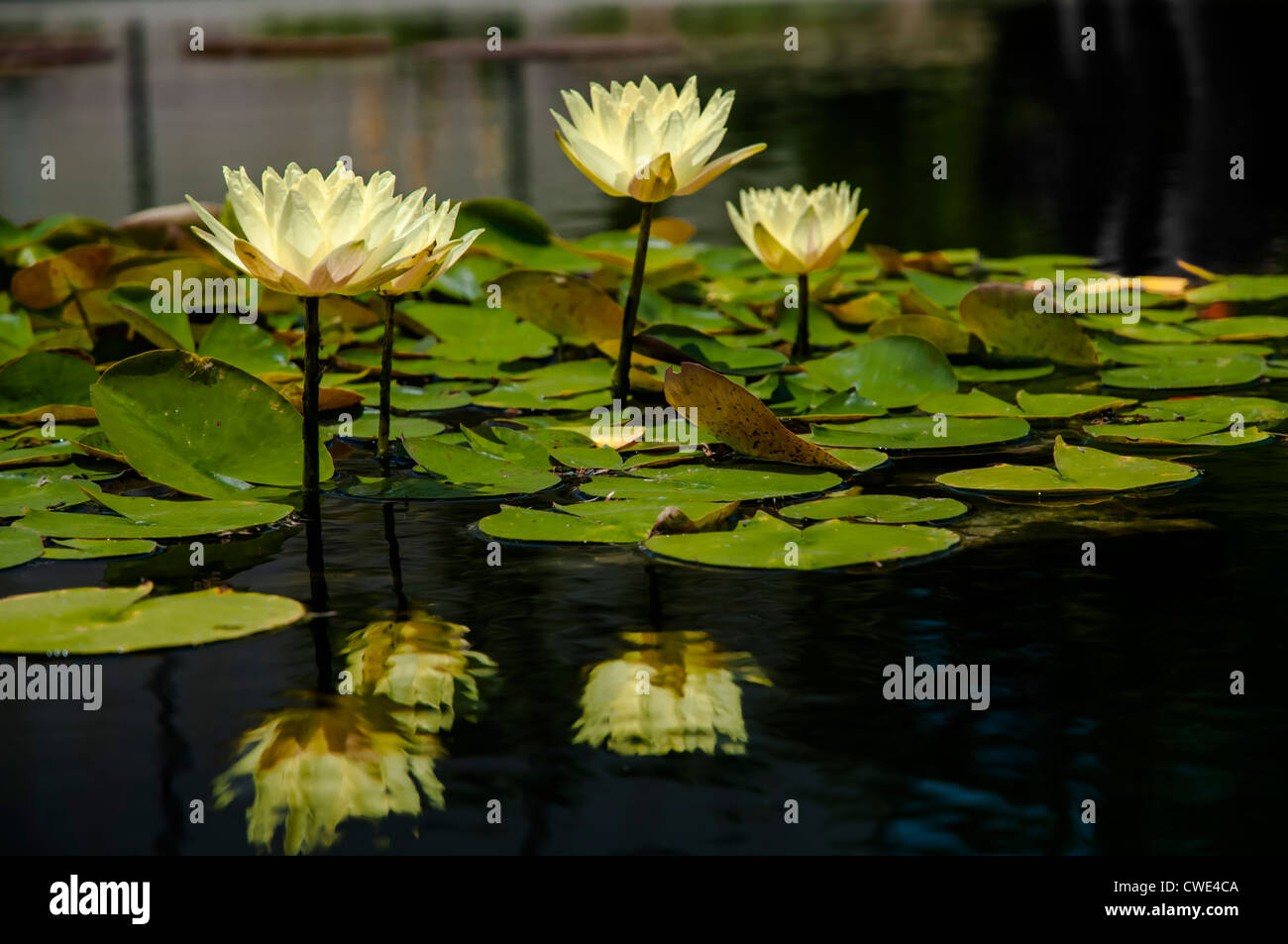 Lily pad Stock Photo