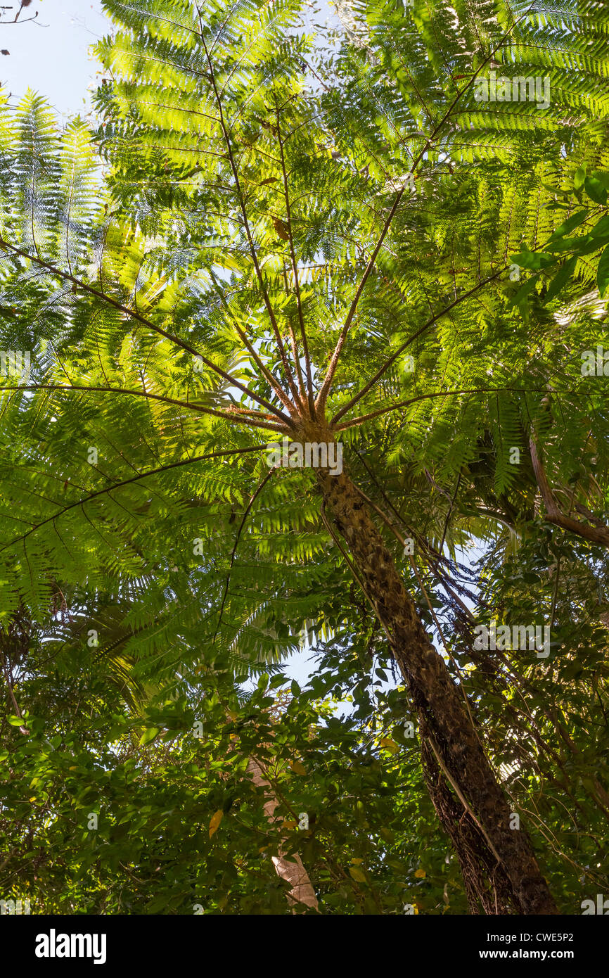 Cyathea cooperi, known as the Australian tree fern, lacy tree fern, scaly tree fern, or Cooper’s tree fern Stock Photo