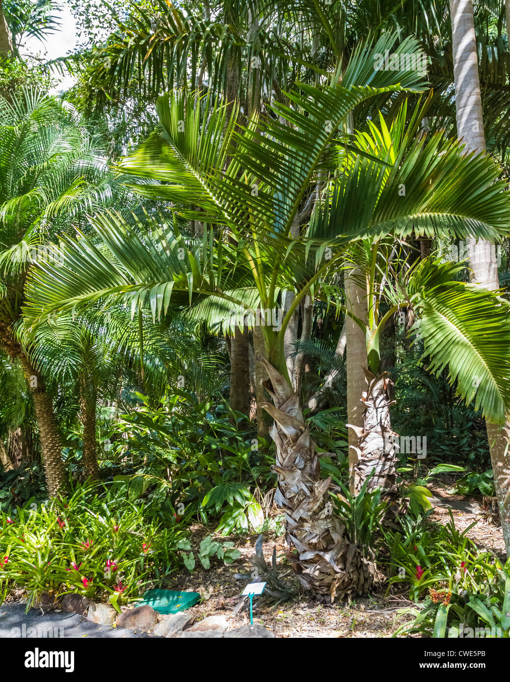 Bottle Palm, arecaceae palmae, hyophorbe, lagenicaulis, mauritius. Stock Photo