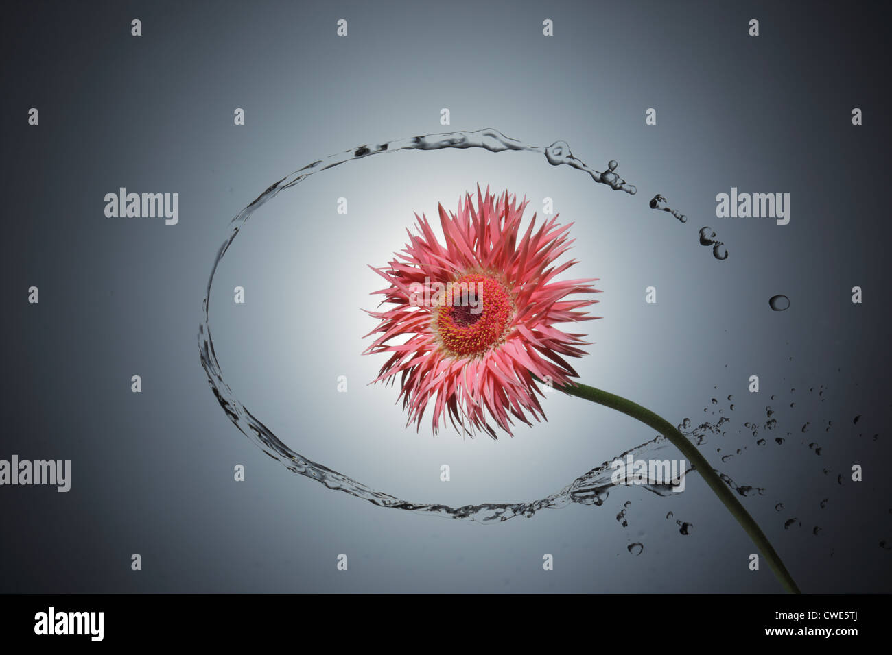 Water Around Gerbera Daisy With Grey Background Stock Photo