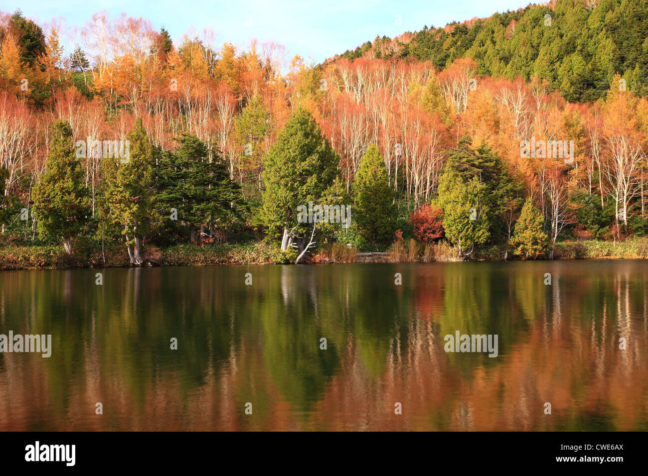 Trees Reflecting In Lake Stock Photo - Alamy