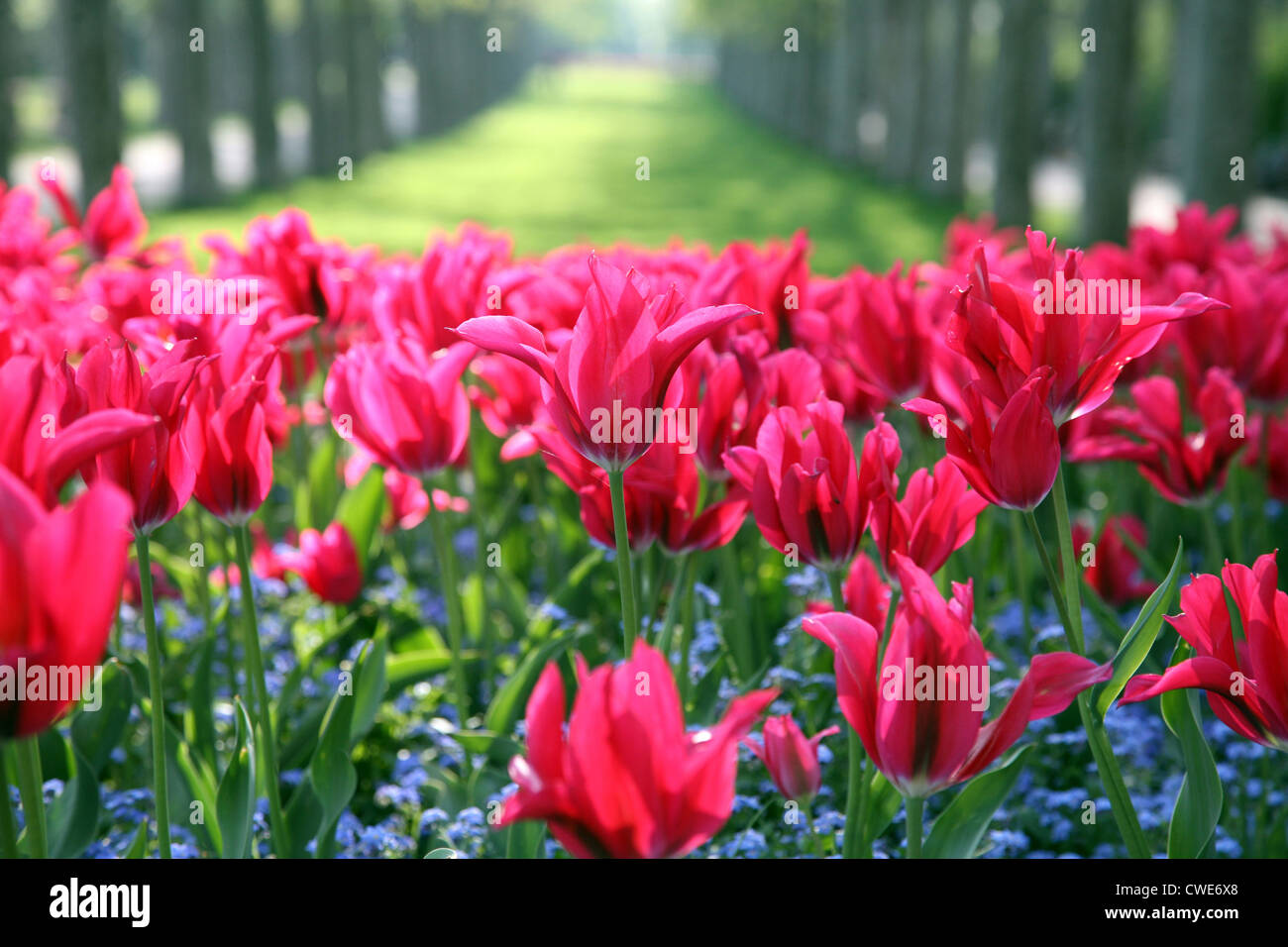 Tulips in the park Stock Photo