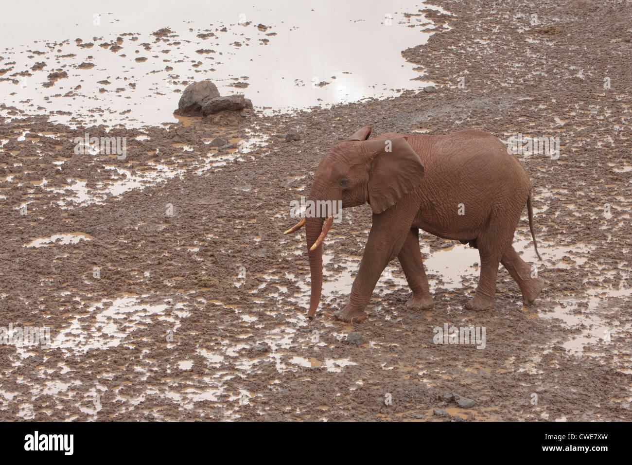 The unruly African Elephant at the waterhole and salt lick at the Ark , Aberdere in Kenya Africa Stock Photo
